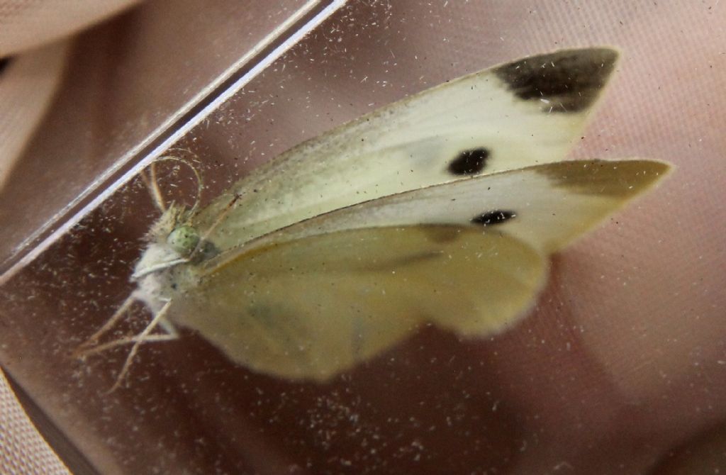 Pieris mannii, rapae o napi?